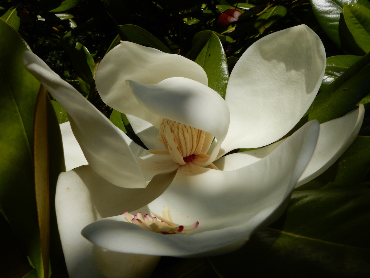 grandiflora